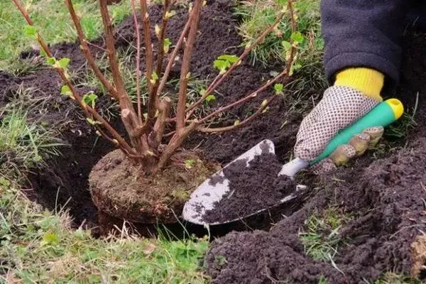 посадка ирги на даче