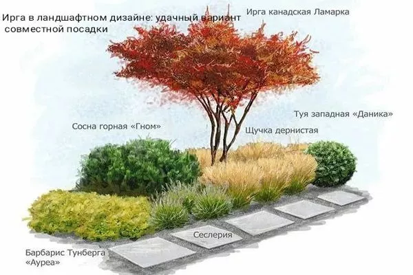 ирга в ландшафтном дизайне