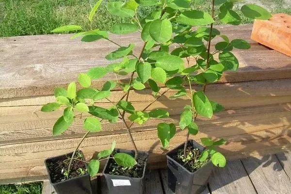 саженцы ирги с закрытой корневой системой