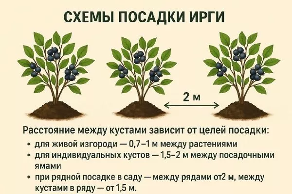 схемы посадки ирги