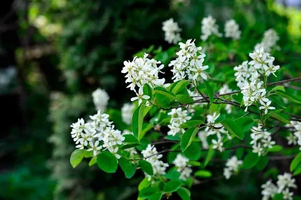 цветки ирги