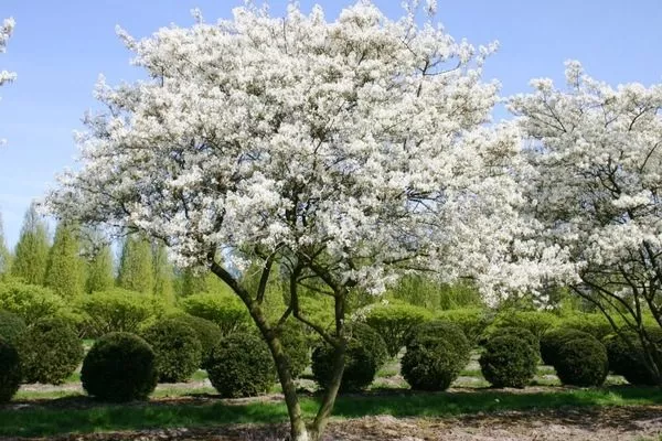 ирга весной наиболее декоративна