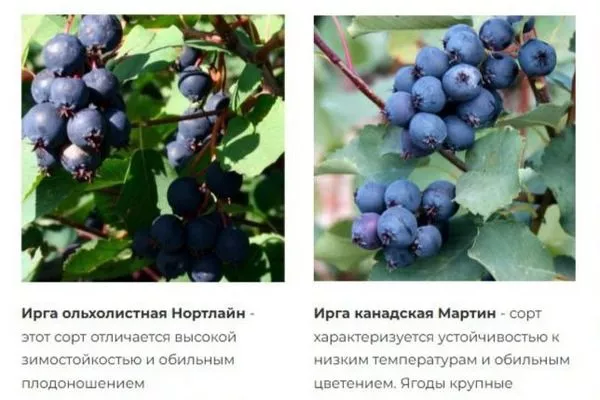 виды и сорта ирги