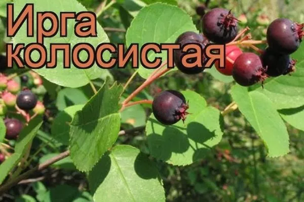 ирга колосистая