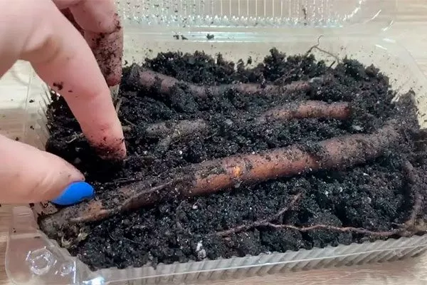 посадка крневых череков методы размножения пионов25