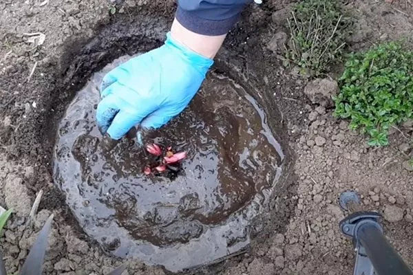 посадка методы размножения пионов28