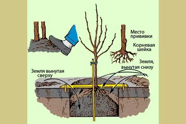 посадка на холмик