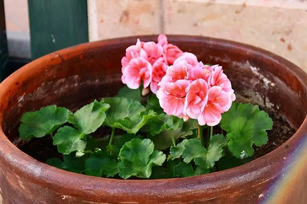 посадка пересадка герани15