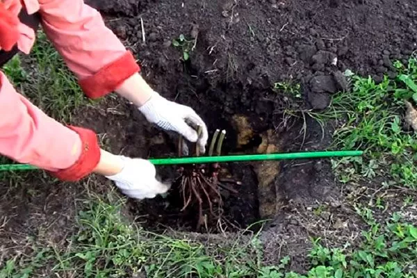 посадка пиона Корал Чарм