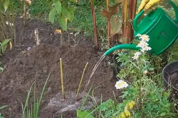 посадка полив методы размножения пионов27