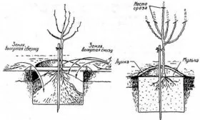 посадка яблони Августа