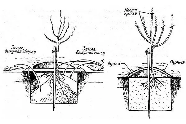 посадка яблони Августа