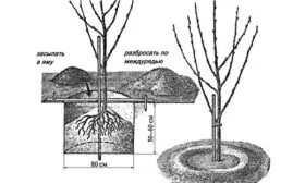 ПОсадка Яблони Долго15