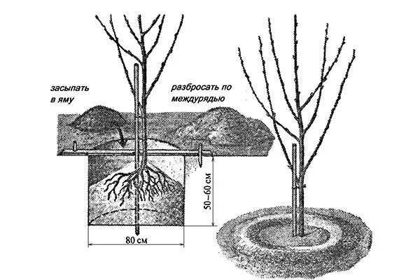 ПОсадка Яблони Долго15