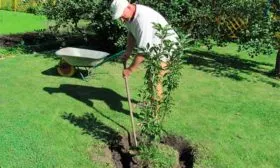 посадка яблони уральское наливное12