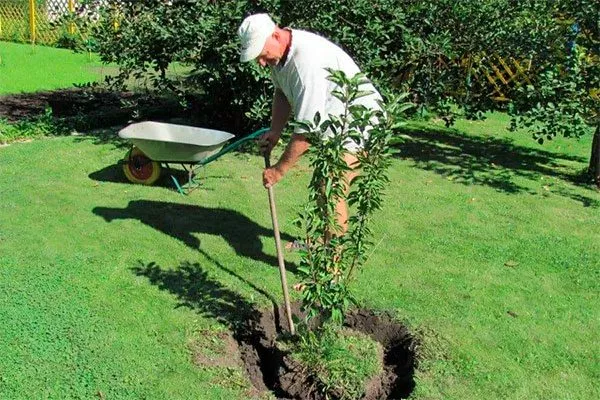 посадка яблони уральское наливное12