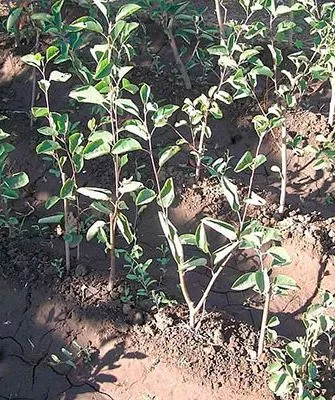 Посев и уход за сеянцами Размножение ирги13