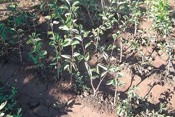 Посев и уход за сеянцами Размножение ирги13