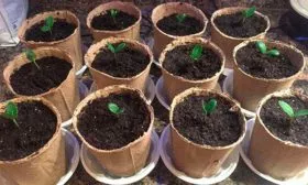 посев рассады огурцов Санькина любовь19