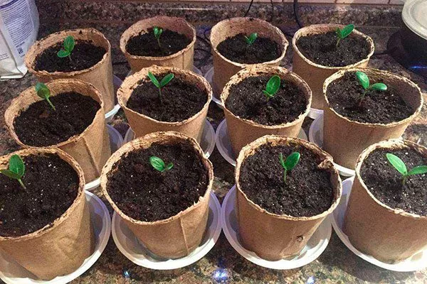 посев рассады огурцов Санькина любовь19