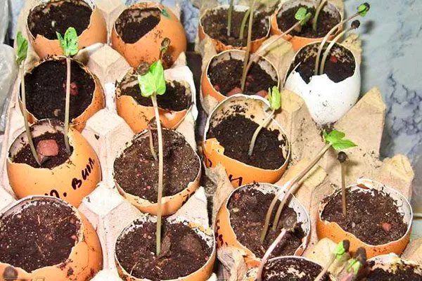 Посев семян пиона Ред Чарм11