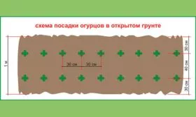 Посев в грунт огурцов Санькина любовь16
