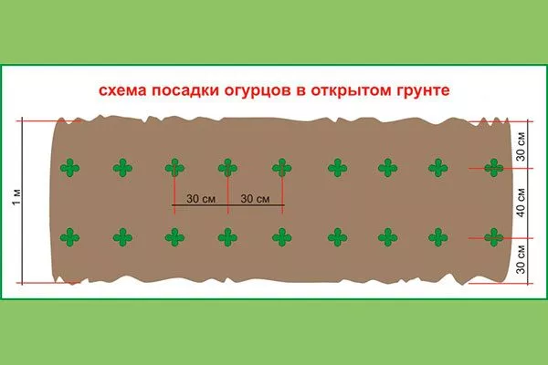 Посев в грунт огурцов Санькина любовь16