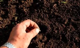 Посев в грунт2 огурцов Санькина любовь17