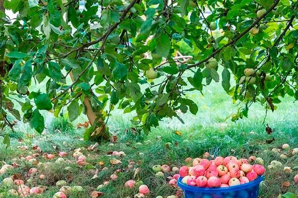 После сбора урожая для яблони42