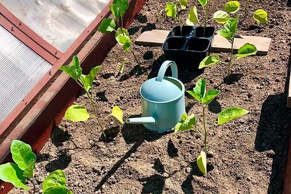 после высадки полив баклажанов9