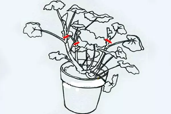 после зимы Формирование герани20