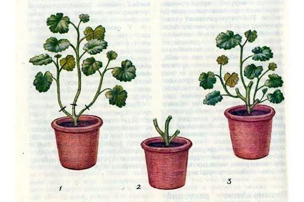 последовательность формировки Формирование герани21