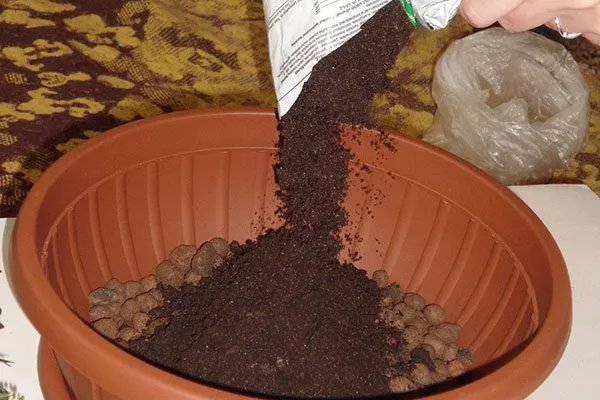 Поверх дренажа насыпьте земли пересадка герани13