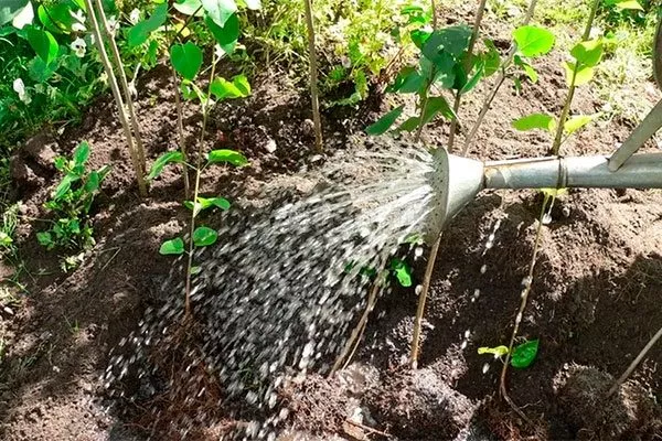 Поверхностная уход за грушей43