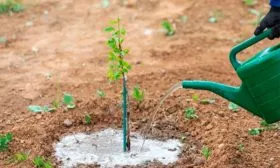 Поверхностный метод яблони Августа