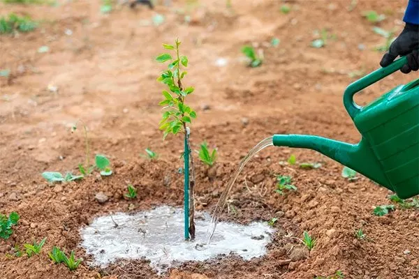 Поверхностный метод яблони Августа