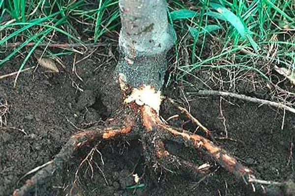Повреждённая корневая система болезни сливы20