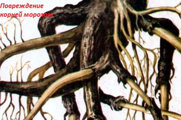 Повреждённая корневая система2 болезни сливы21