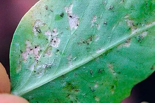 появление серебристых или белёсых пятен на листьях трипсы22