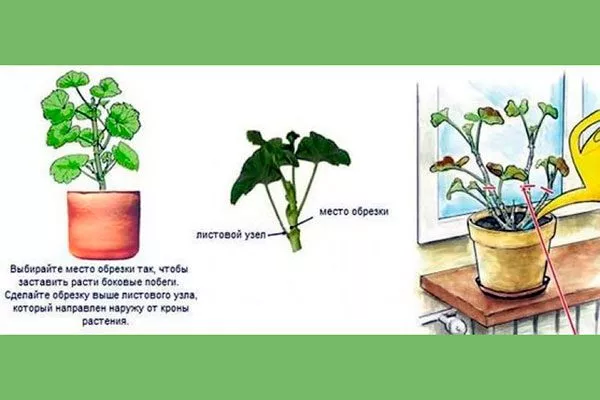 правила обрезки формировка 66