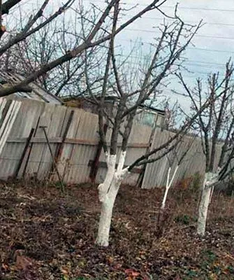 Правила подготовки сливы к зимовке