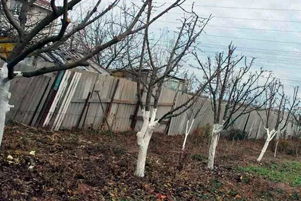 Правила подготовки сливы к зимовке