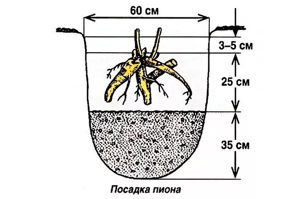 Правила посадки пиона Ред Чарм12
