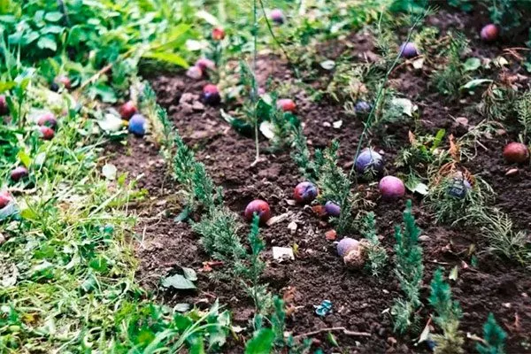 Причина физиологической падалицы нет плодов у алычи10