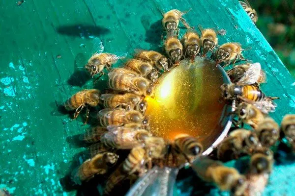 приманки – ёмкости с сиропом