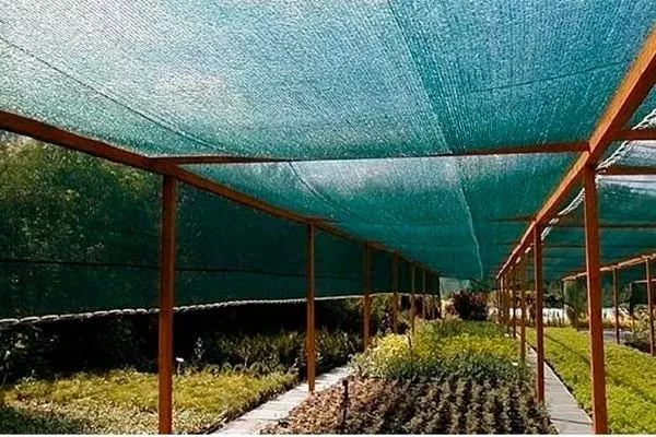 применение укрывного материала Осыпание сливы18