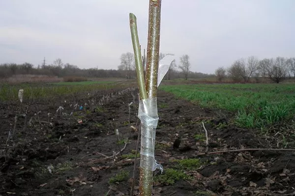 примотать плотно