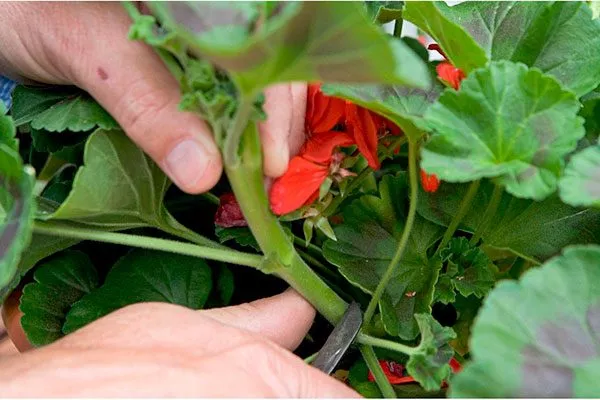 Прищипывание и формирующая обрезка пересадка герани16