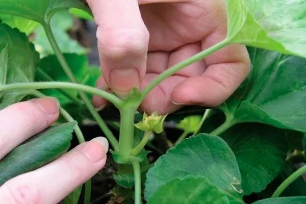 пришипка Формирование герани22