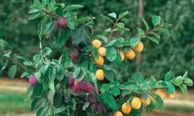 привитая алыча размножение алычи30